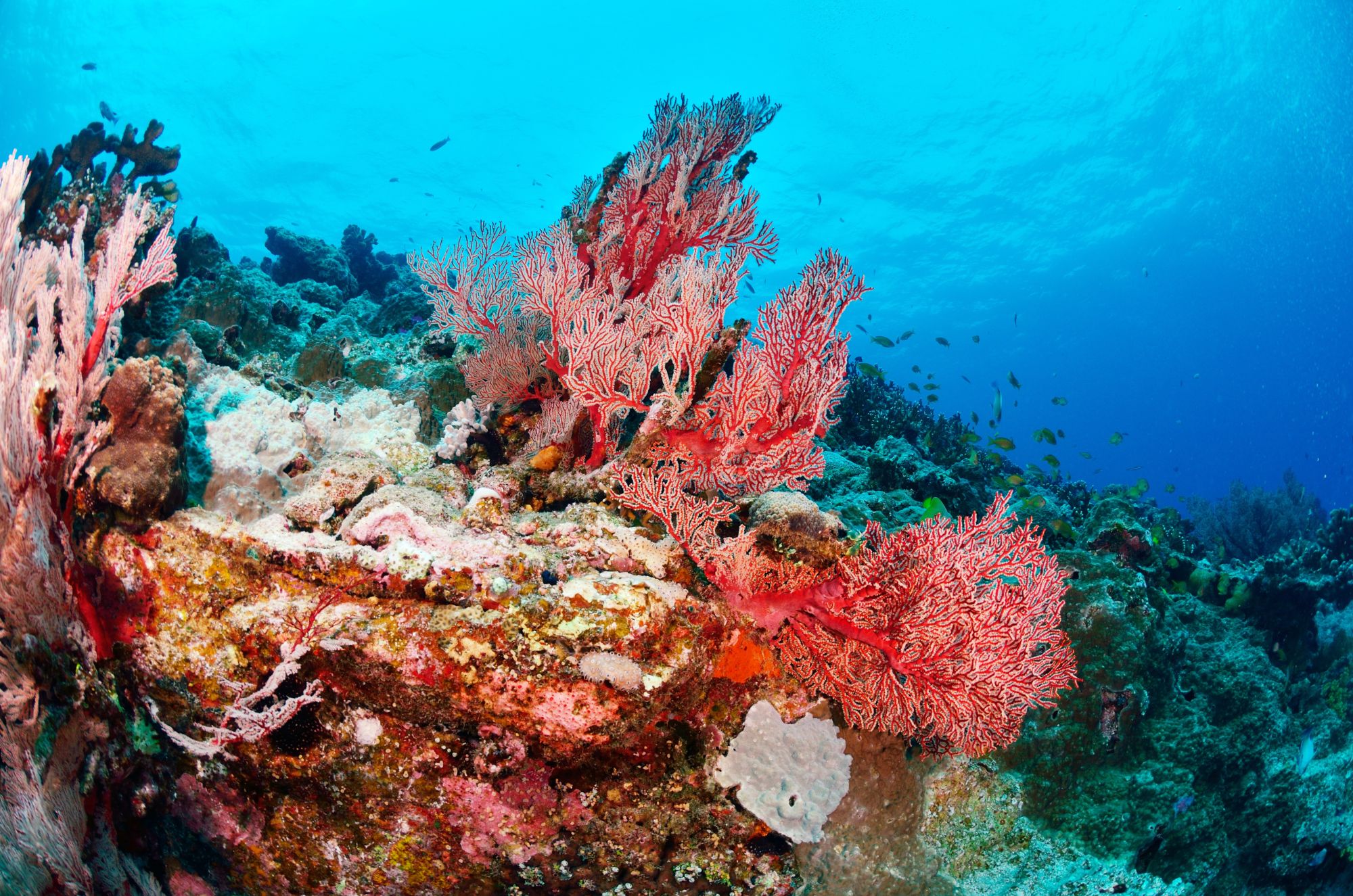 Scuba Diving in Huatulco, Mexico - Divebooker.com