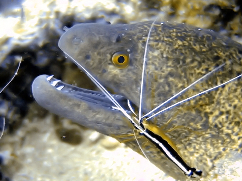 Scuba Luv Maui, Kihei, USA
