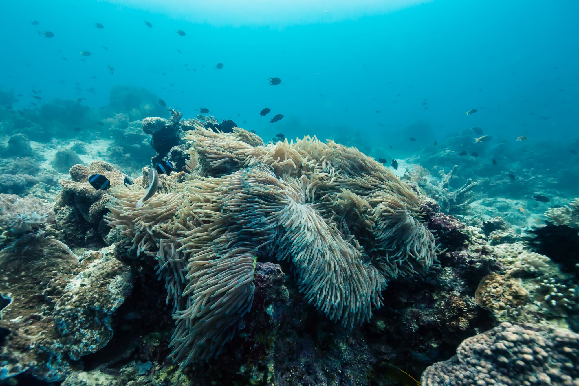 Scuba Diving in Bougainville, Mauritius - Dive Site - Divebooker.com