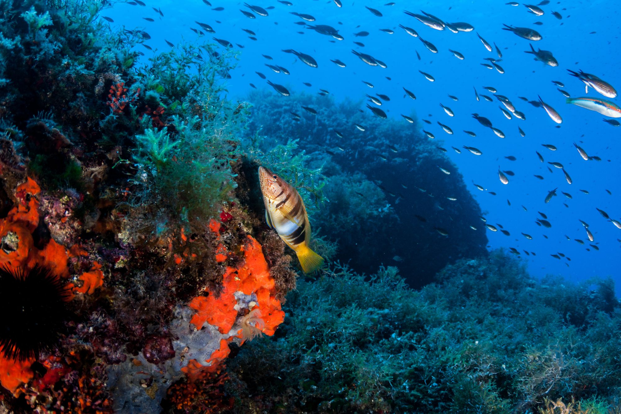 Scuba Diving in Sarac, Croatia Dive Site