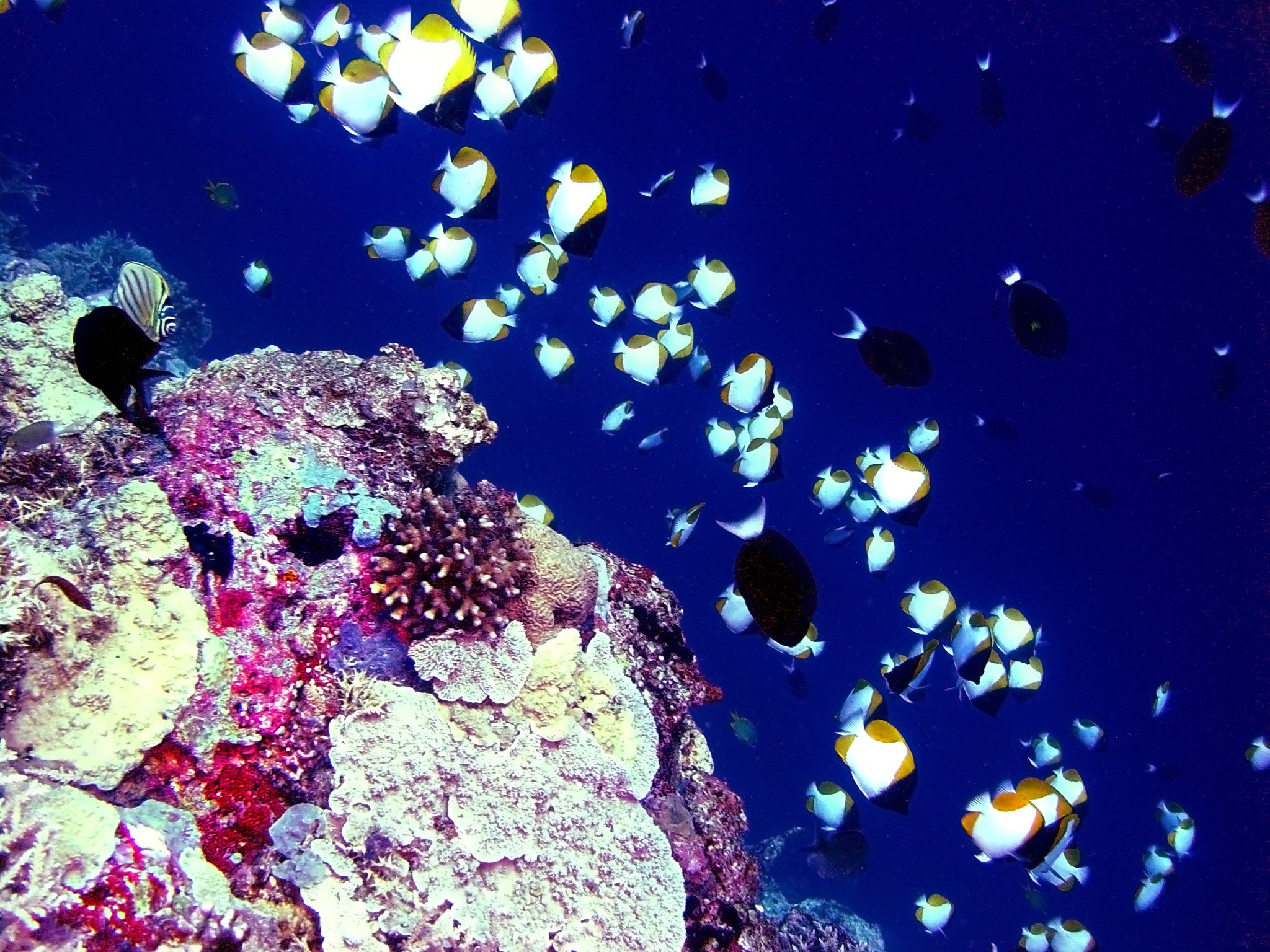 Scuba Diving In Tubbataha Reef, Philippines - Dive Site - Divebooker.com