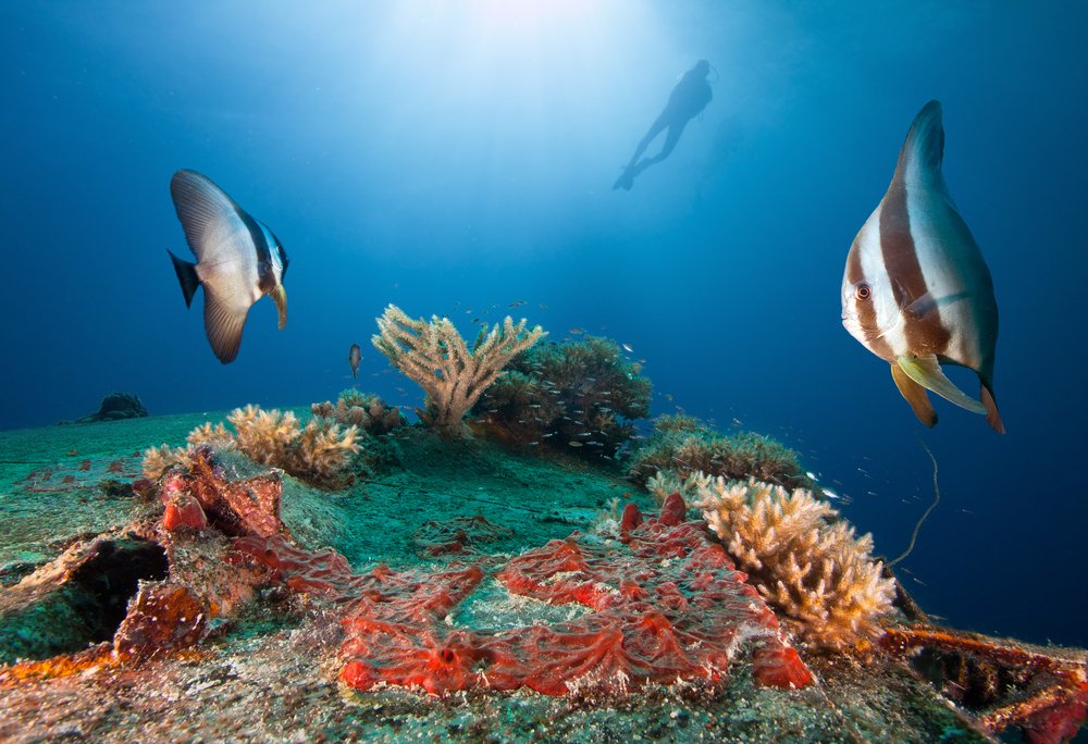 Scuba Diving in D9 Wreck, Australia - Dive Site ...