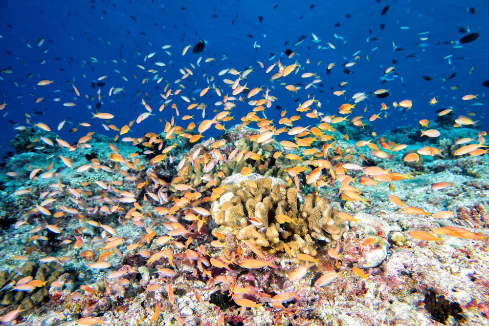 Port of Gan Atoll Liveaboards