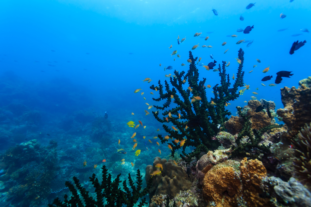 LIVEABOARD DIVING IN Saint Martin/St.Maarten Book Your Egypt