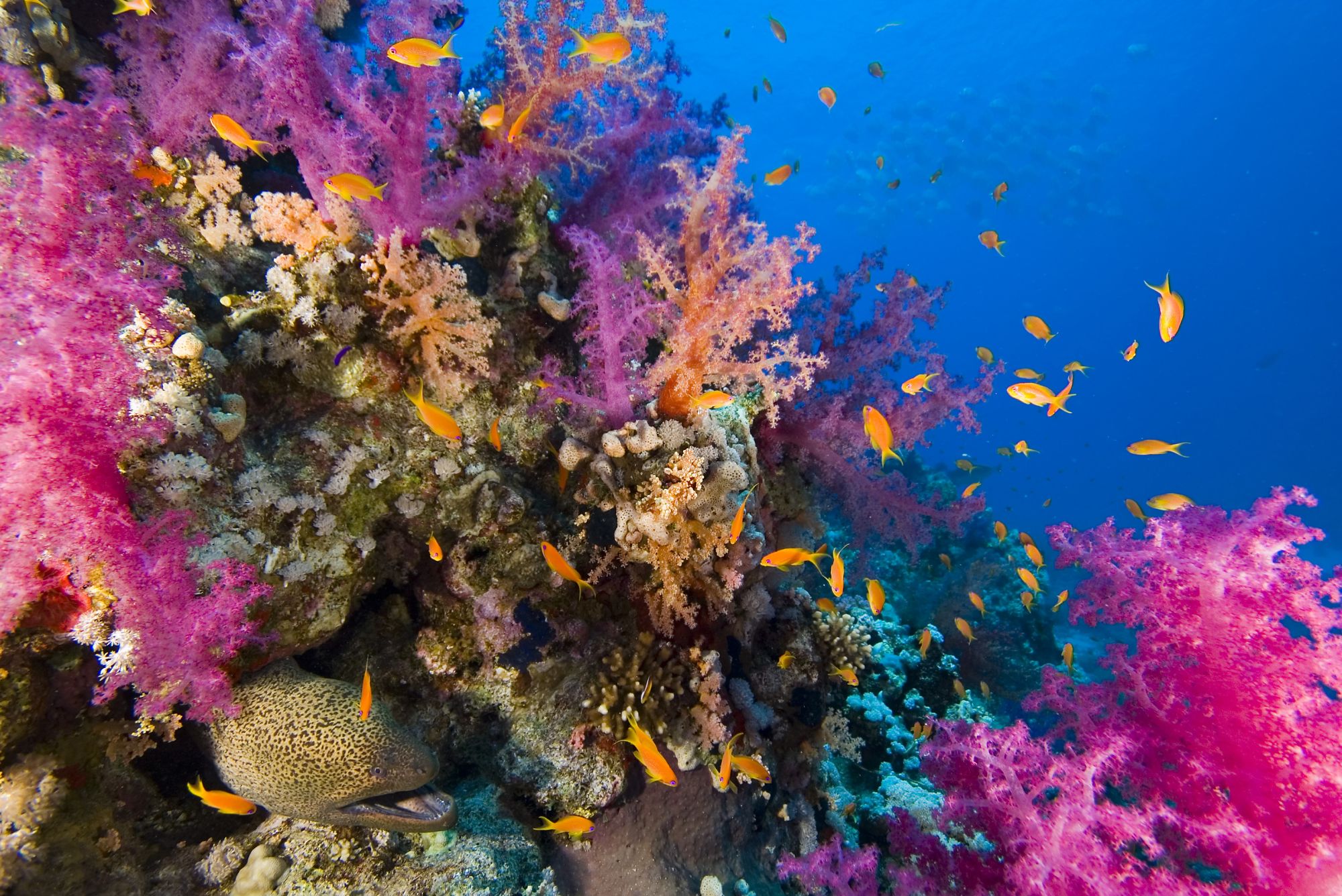 Scuba Diving in Egypt - Divebooker.com