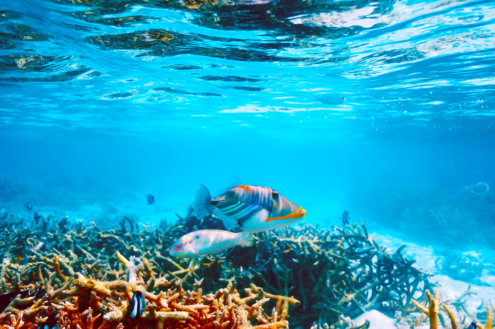 Guraidhoo Liveaboards