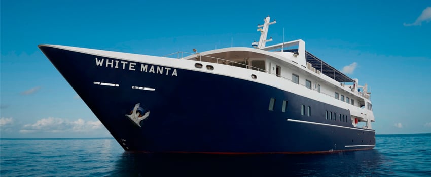 New White Manta