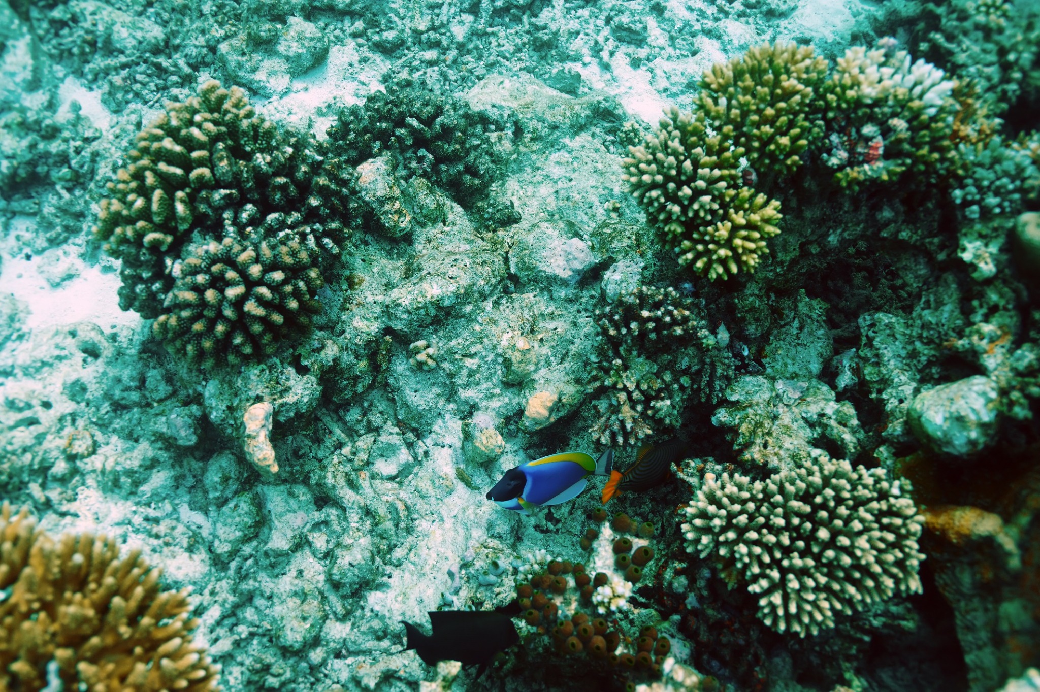 Central Atolls - Liveaboard Diving