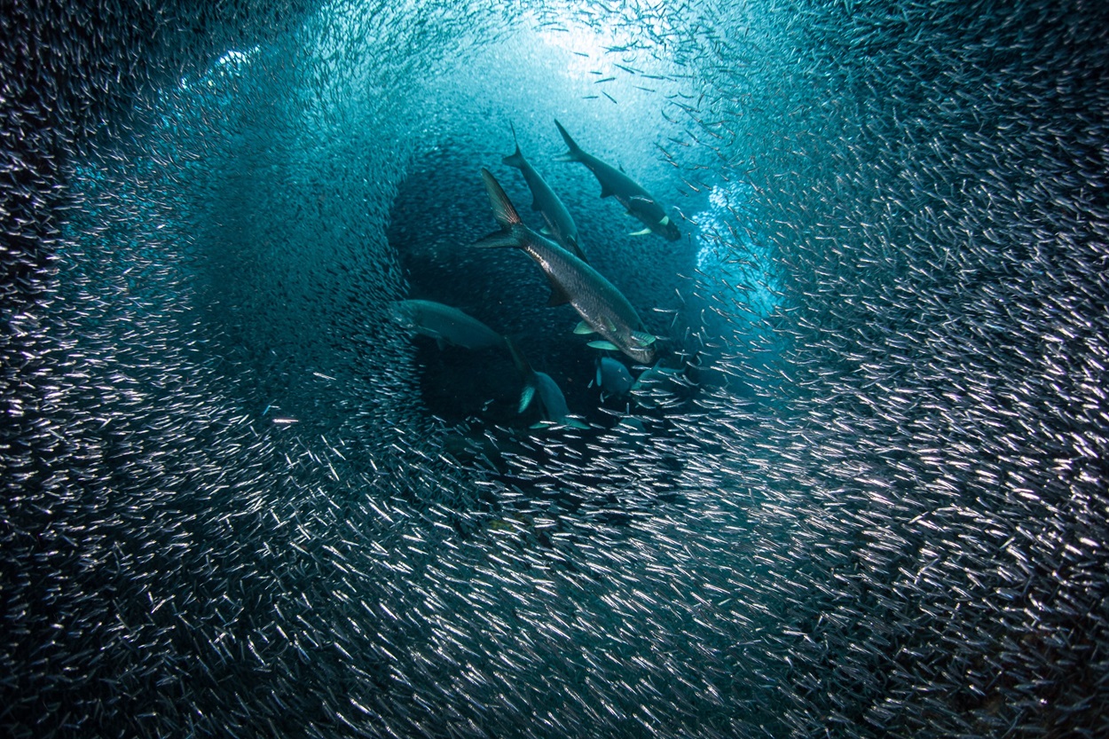 Cayman Brac - Liveaboard Diving