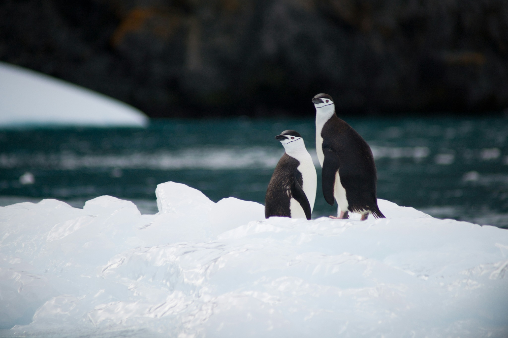 Antarctica