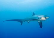 Malapascua's Thresher Shark Divers