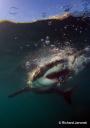 White Shark Safaris