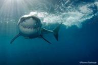 White Shark Africa