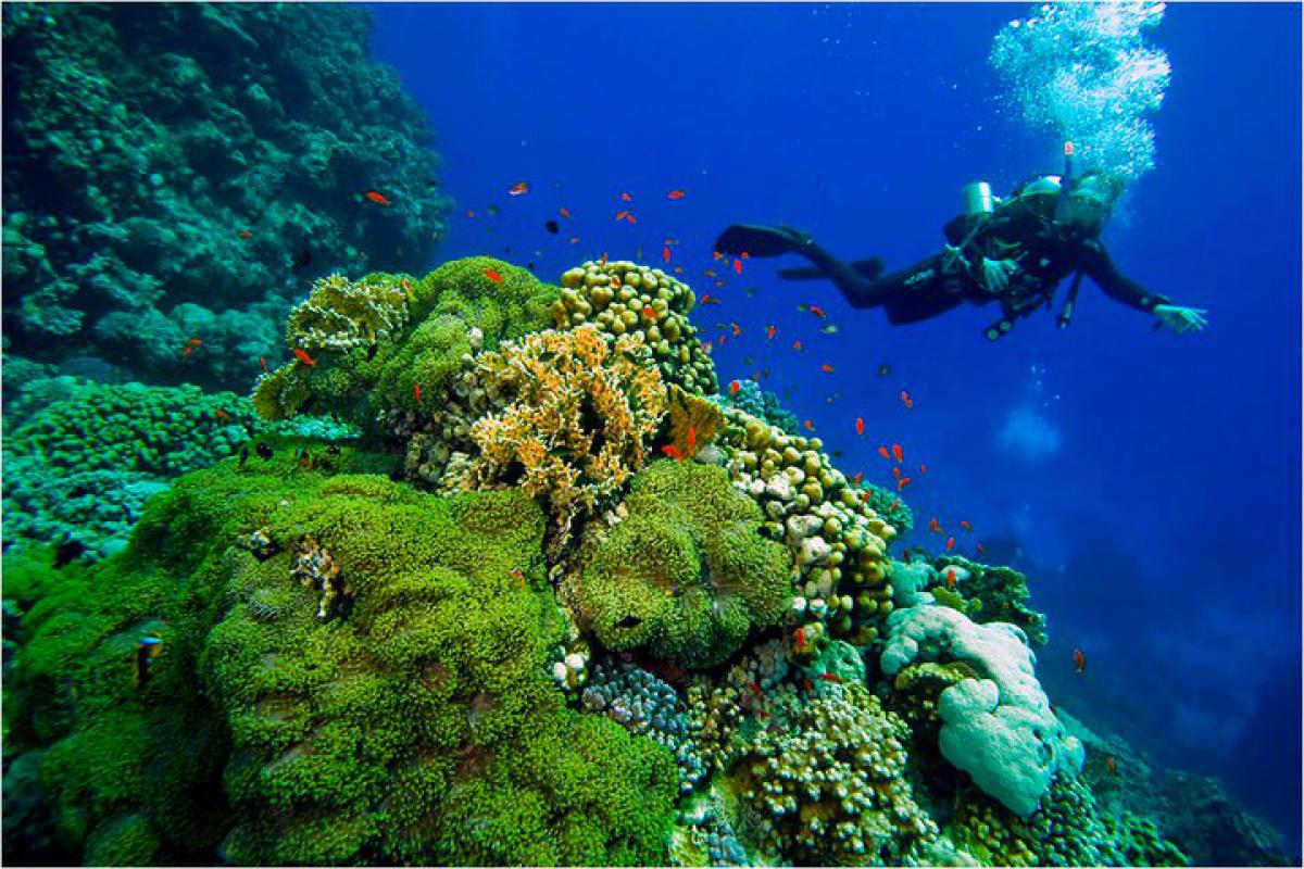 Scuba Diving in Napoleon Reef - Check Out Best Liveaboards