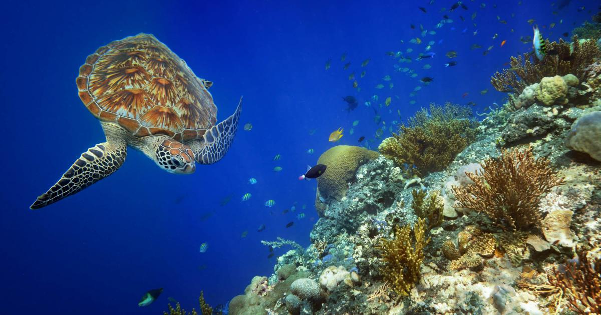 Scuba Diving in Ras Ghozlani, Egypt - Dive Site - Divebooker.com