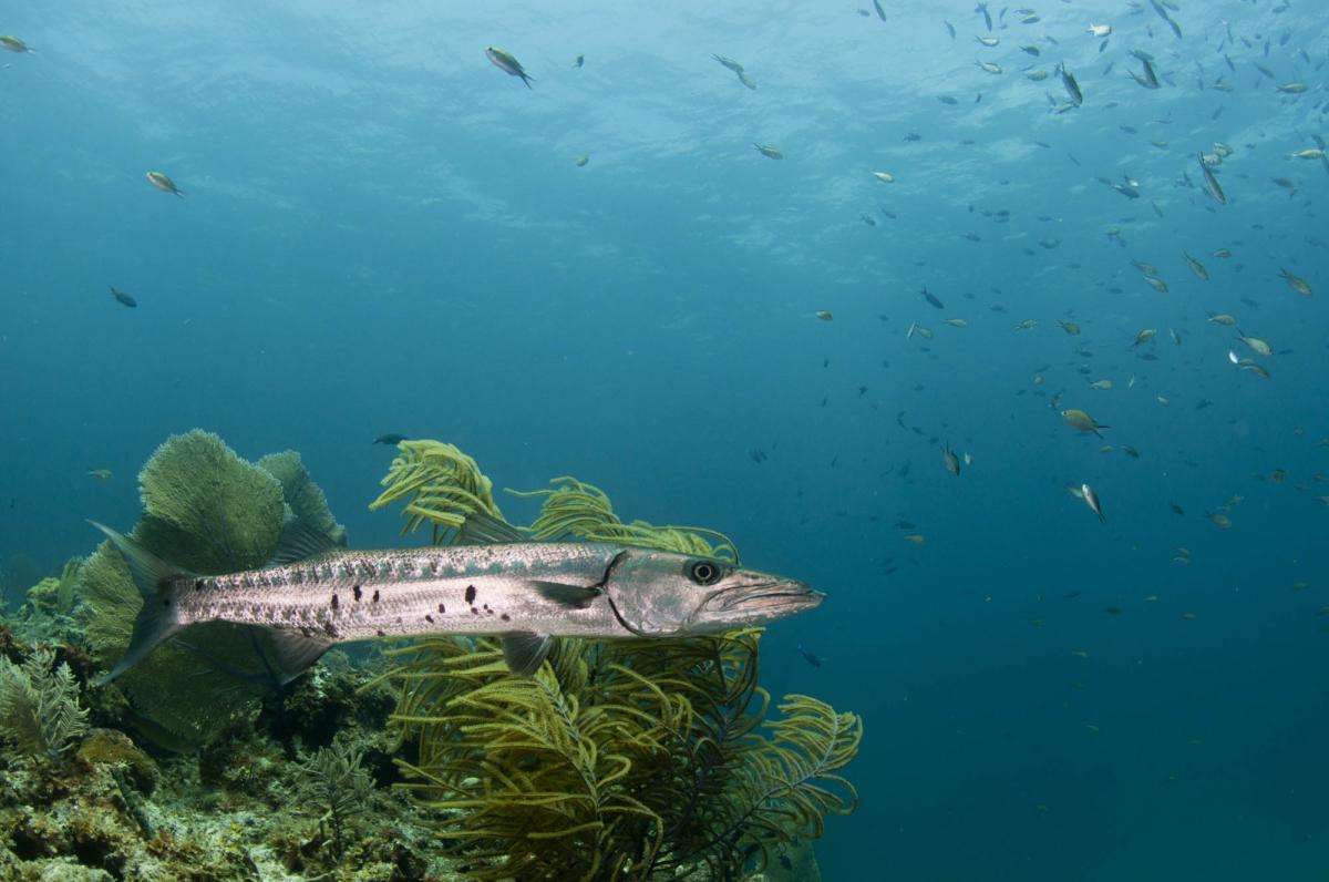 Scuba Diving in Sombrero Reef, USA - Dive Site - Divebooker.com