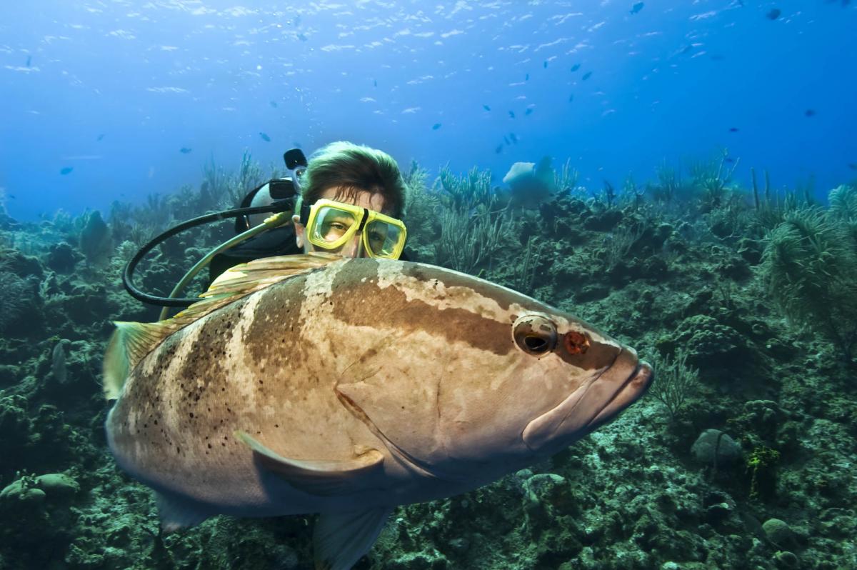 Scuba Diving in Grouper Reef, Mexico - Dive Site ...