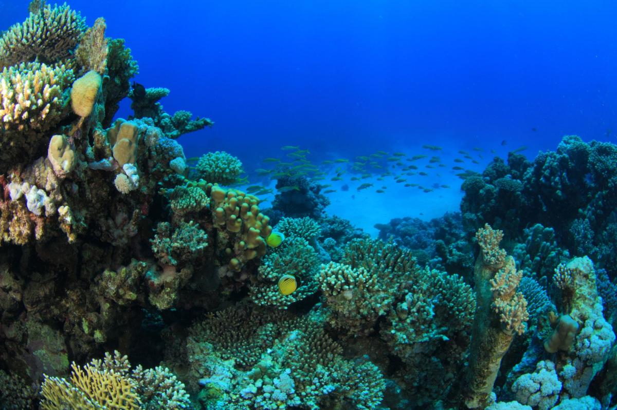 Anemone City Diving | Explore the Amazing Underwater World - Divebooker