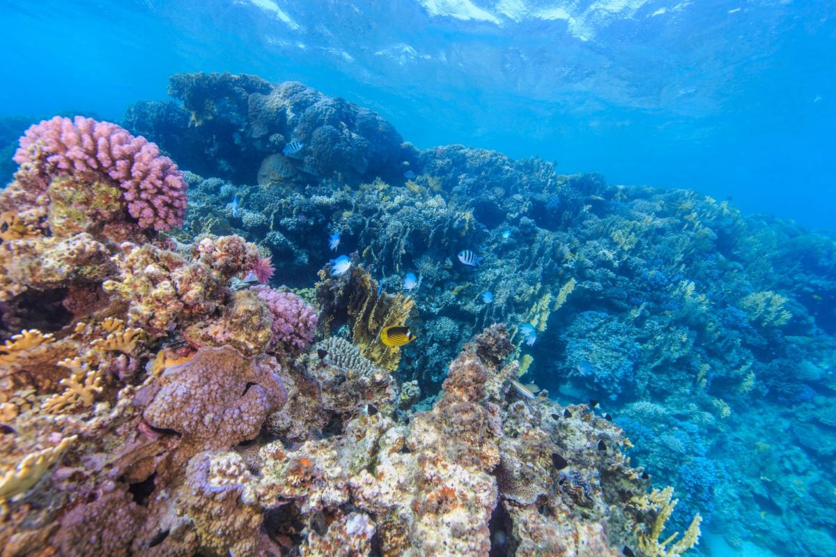 Scuba Diving in Ras Nasrani, Egypt - Dive Site - Divebooker.com