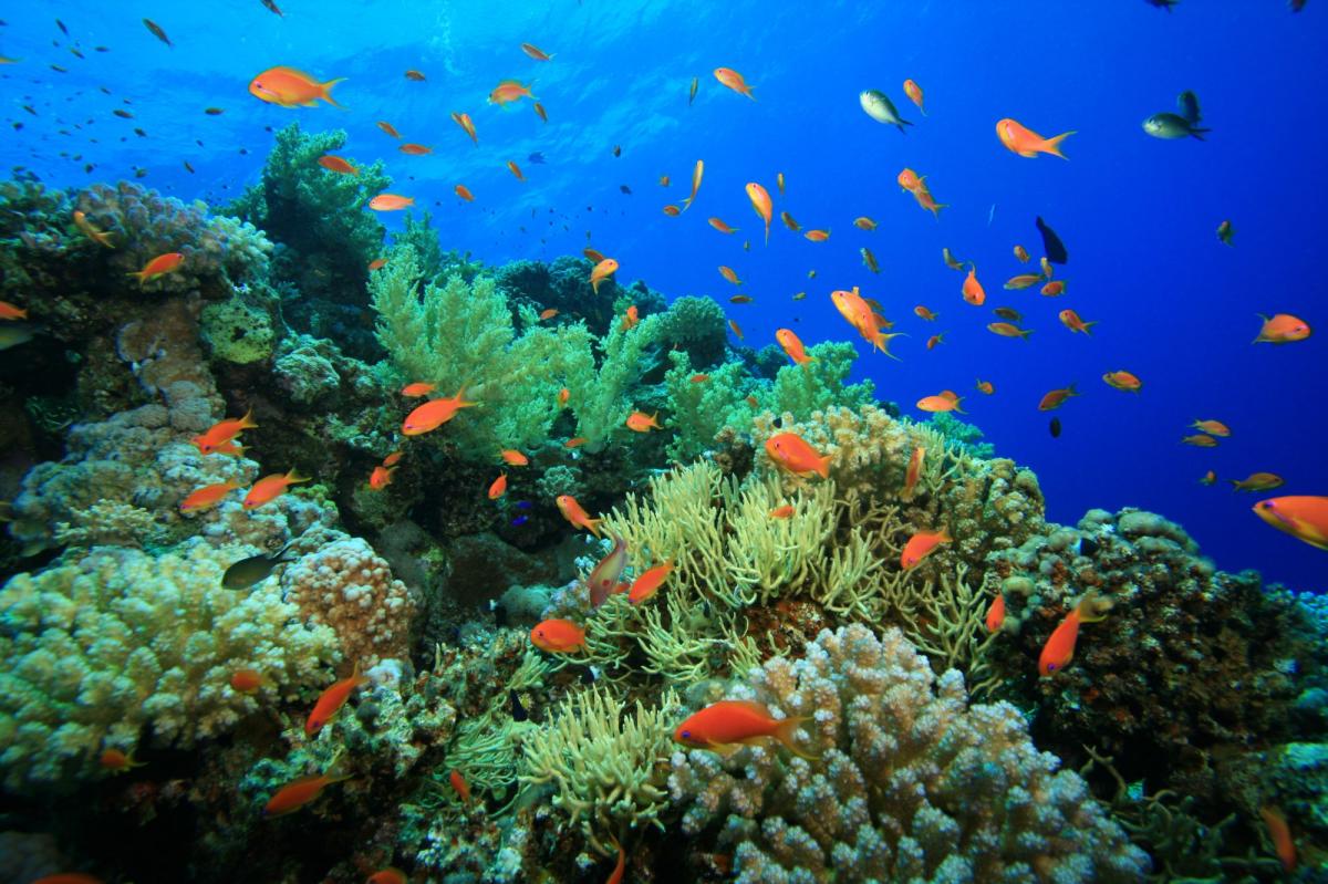 Scuba Diving in Shaab Marsa Alam - Check Out Best Liveaboards