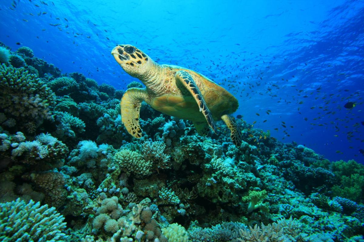 Scuba Diving in Zabargad, Egypt - Dive Site - Divebooker.com