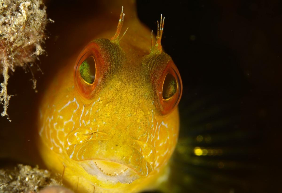 Scuba Diving in Jardim das Gorgonias, Portugal - Dive Site - Divebooker.com