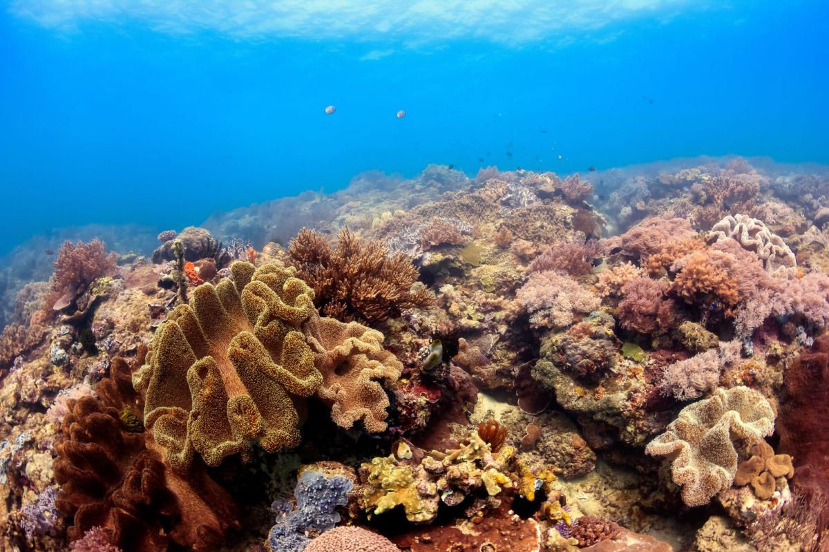 Scuba Diving in Coral garden (Sangalaki), Indonesia - Dive Site ...