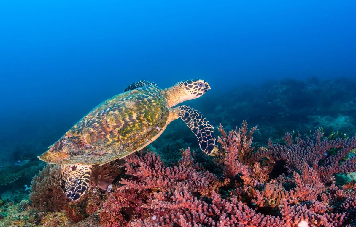 Scuba Diving in Apo Reef, Philippines - Dive Site - Divebooker.com