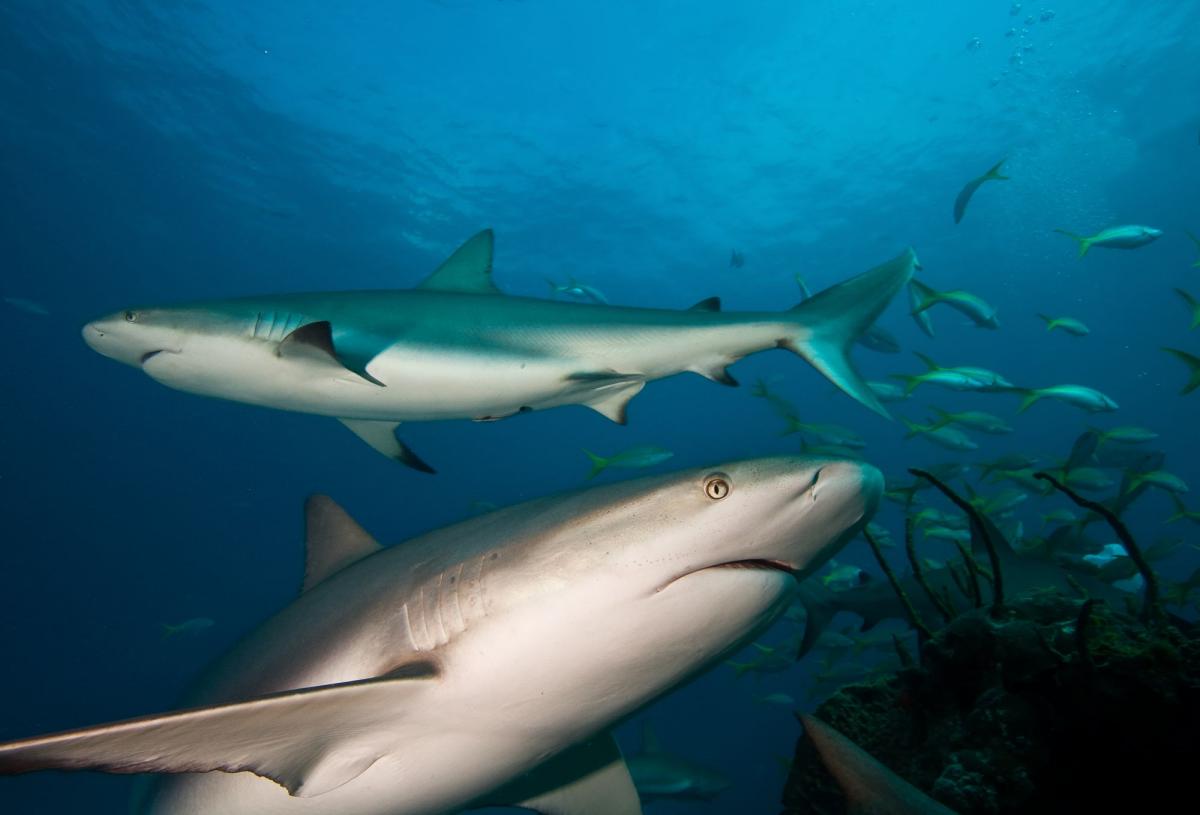 Scuba Diving in Giant Hammerheads of Bimini, Bahamas ...