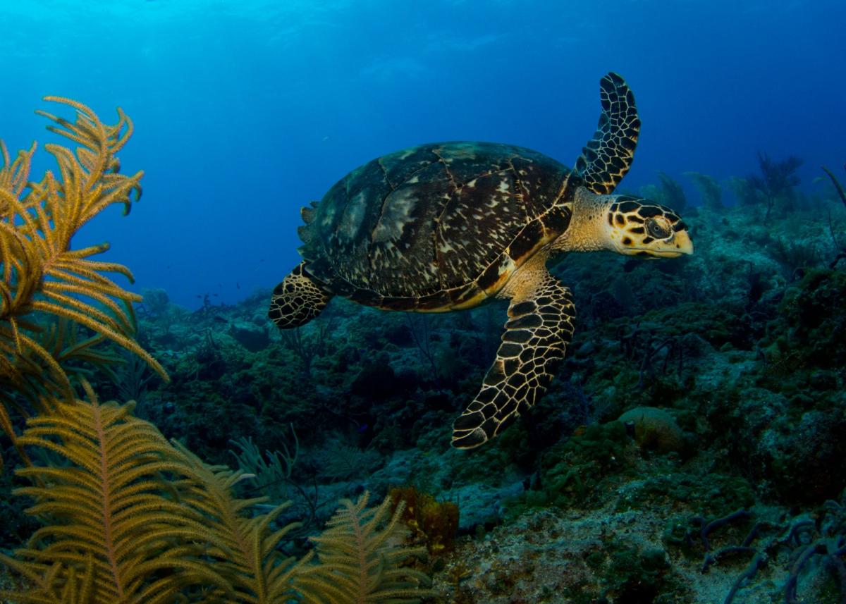 Scuba Diving in Victory Reef, Bahamas - Dive Site - Divebooker.com