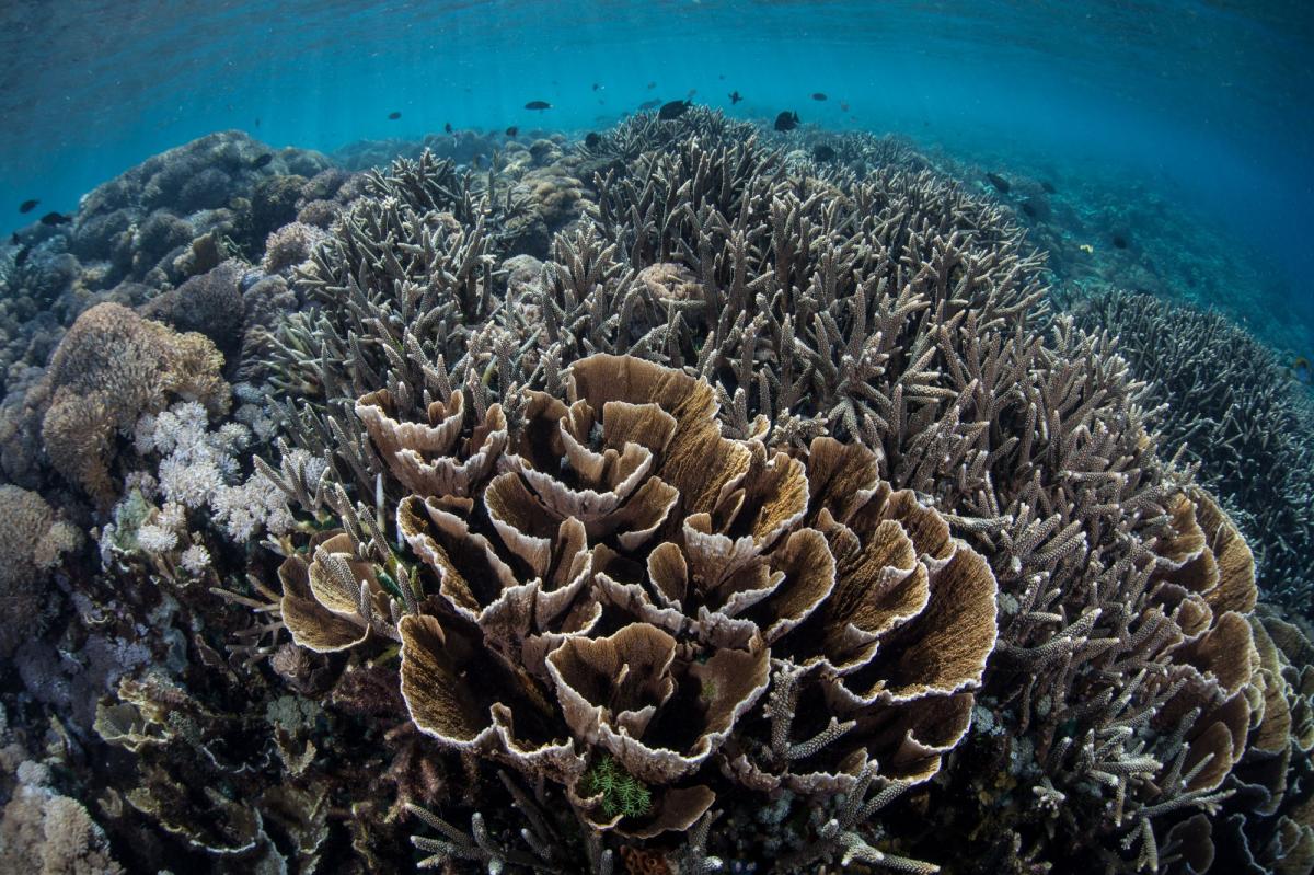 Scuba Diving in Komodo National Park, Indonesia - Dive Site ...