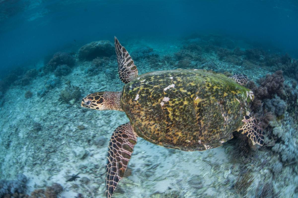 Scuba Diving in Komodo National Park - Check Out Best Liveaboards