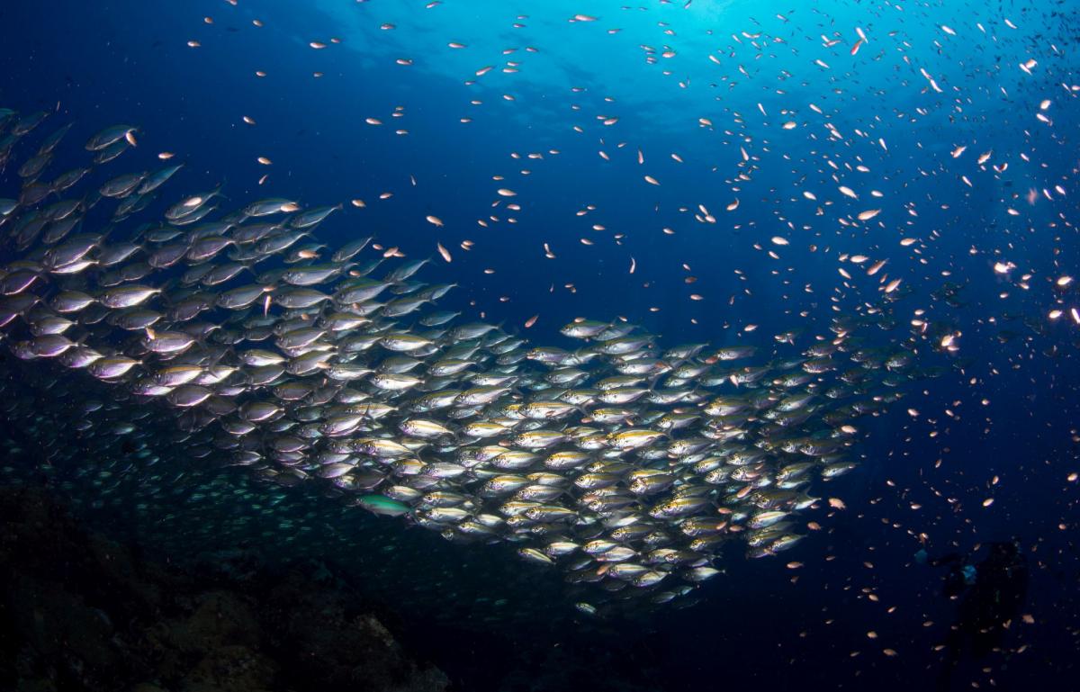 Scuba Diving in Tanote Bay, Thailand - Dive Site - Divebooker.com