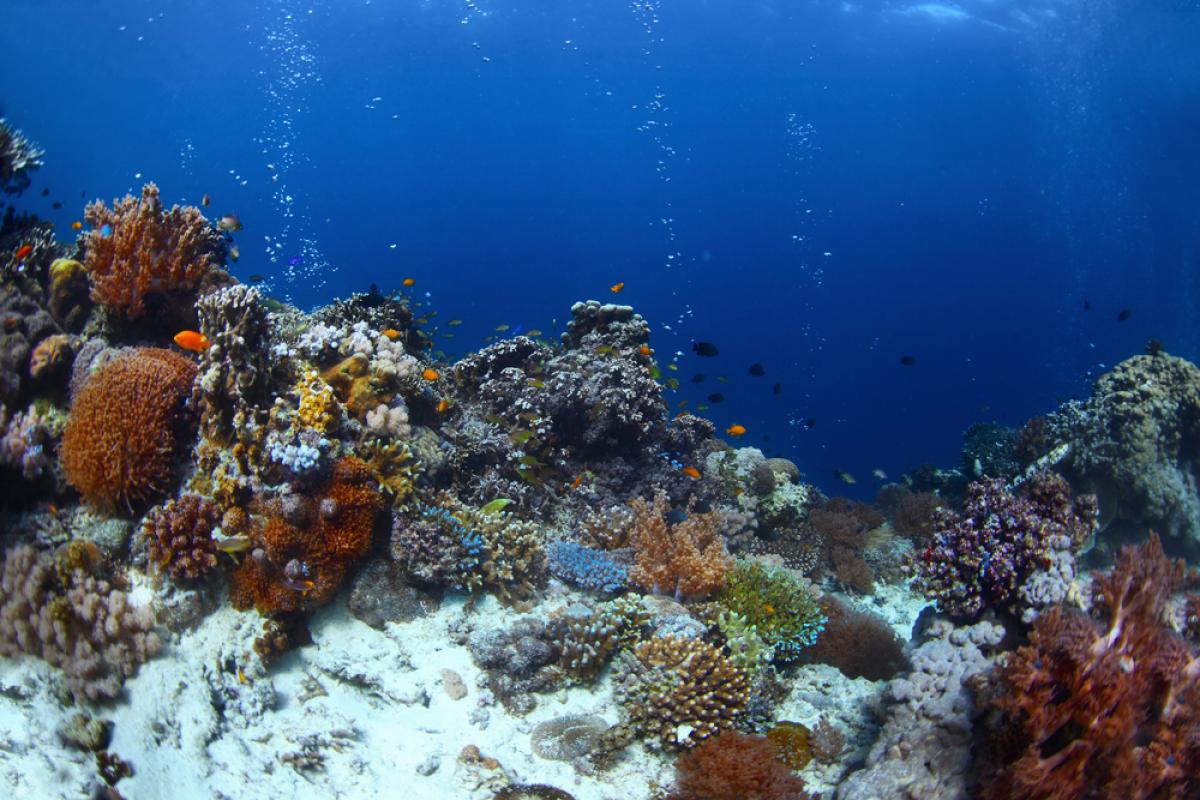 Scuba Diving in Diver's Heaven, Philippines - Dive Site - Divebooker.com
