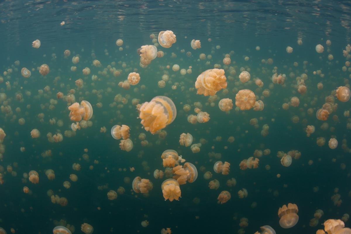 Scuba Diving in Jellyfish Lake, Indonesia Dive Site