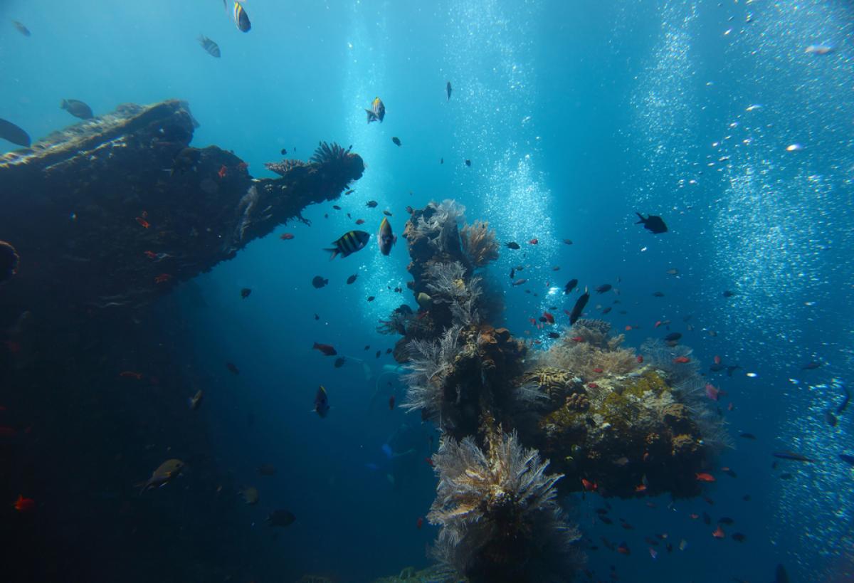 11 морей. Дно белого моря. Подводная съемка на белом море. Дно белого моря фото.