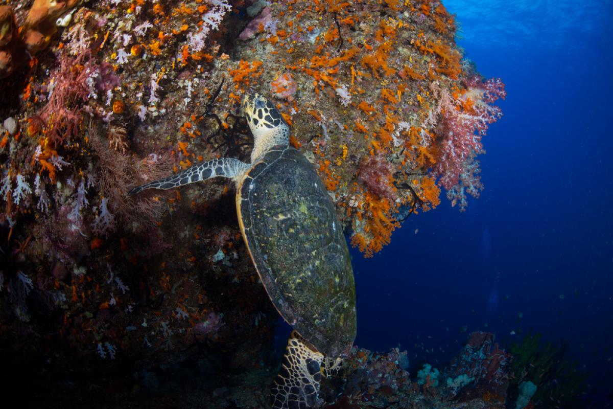 Scuba Diving in Misool, Indonesia - Dive Site - Divebooker.com