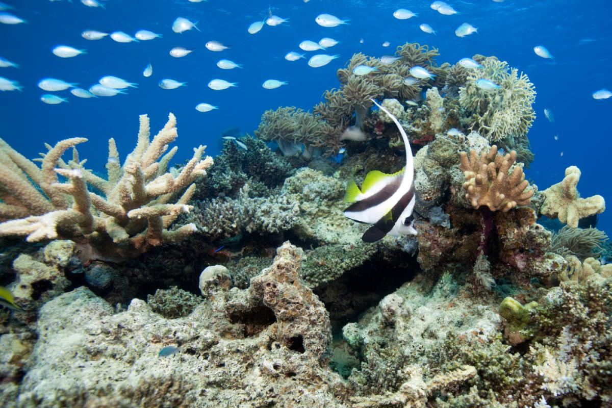 Scuba Diving in Nigali Passage, Fiji - Dive Site ...