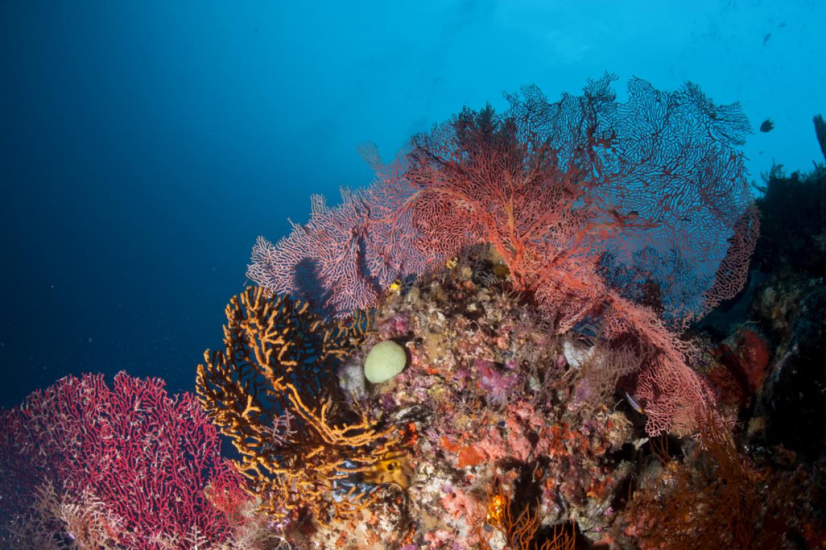 Scuba Diving in Cobbs Cliff, Papua New Guinea - Dive Site - Divebooker.com