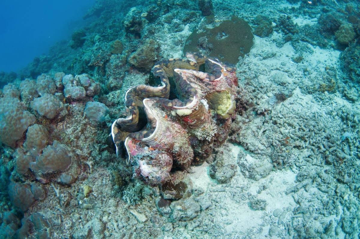 Scuba Diving in Lighthouse Bay, Australia Dive Site