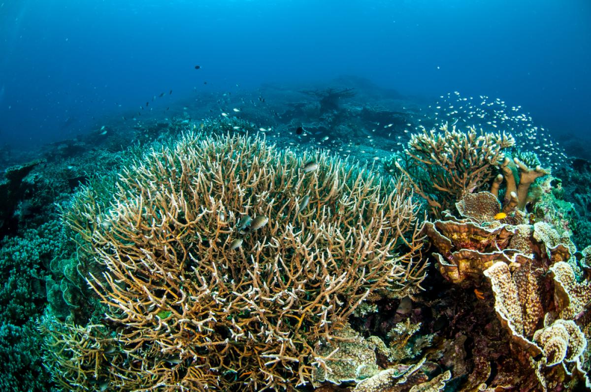 Scuba Diving in Pulau Nila, Indonesia - Dive Site - Divebooker.com