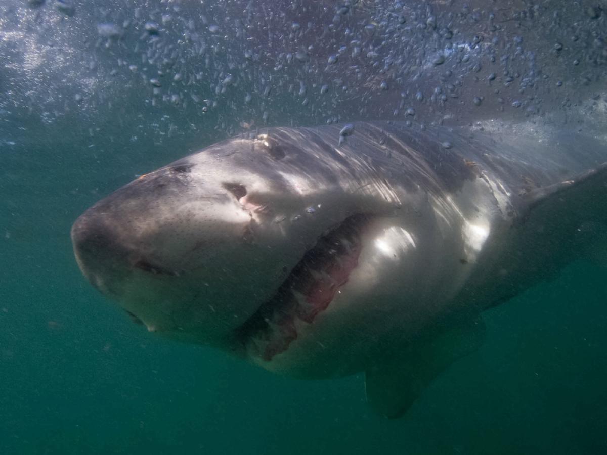 Scuba Diving in Great White Sharks Diving in Mossel Bay - Check Out ...