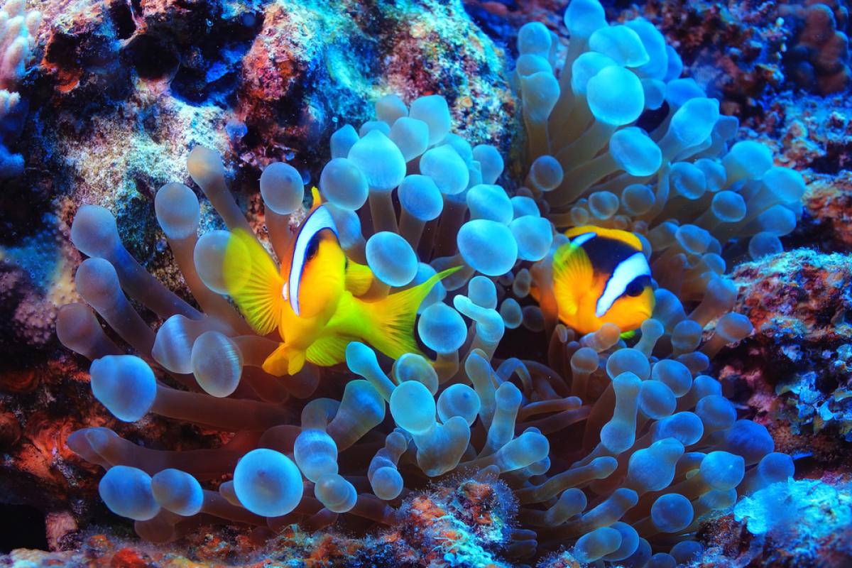 Scuba Diving in Malahy - Check Out Best Liveaboards