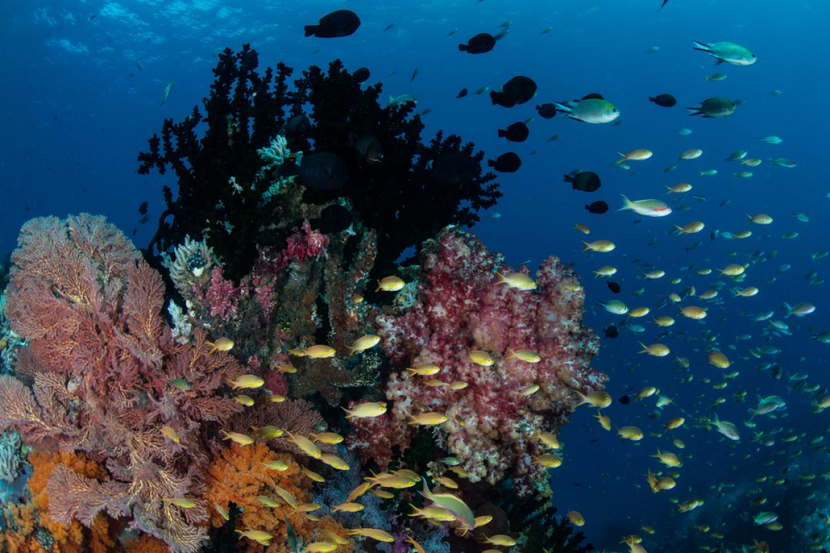 Scuba Diving in Moyo Island, Indonesia - Dive Site - Divebooker.com