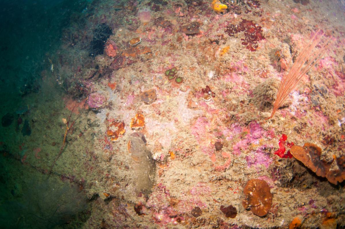 Scuba Diving in Akitsushima Wreck - Check Out Best Liveaboards