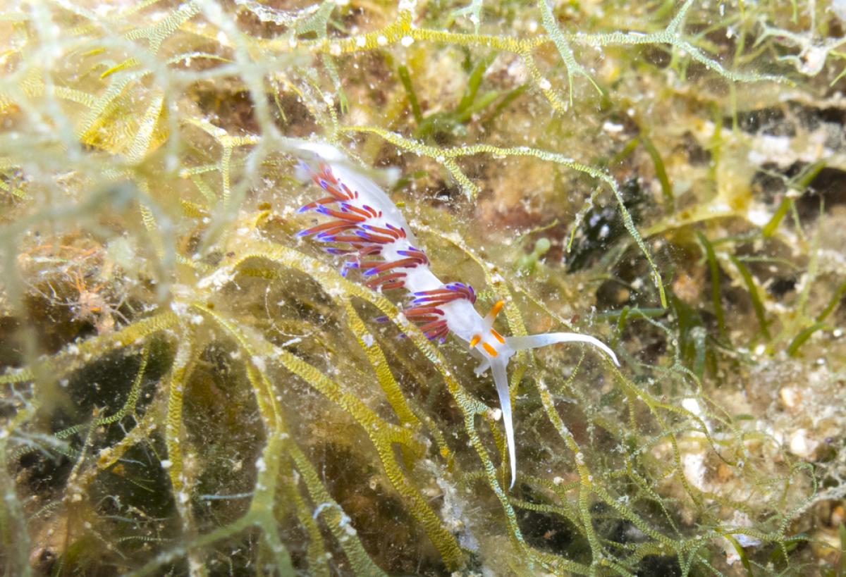 Scuba Diving in Morocco Point Check Out Best Liveaboards