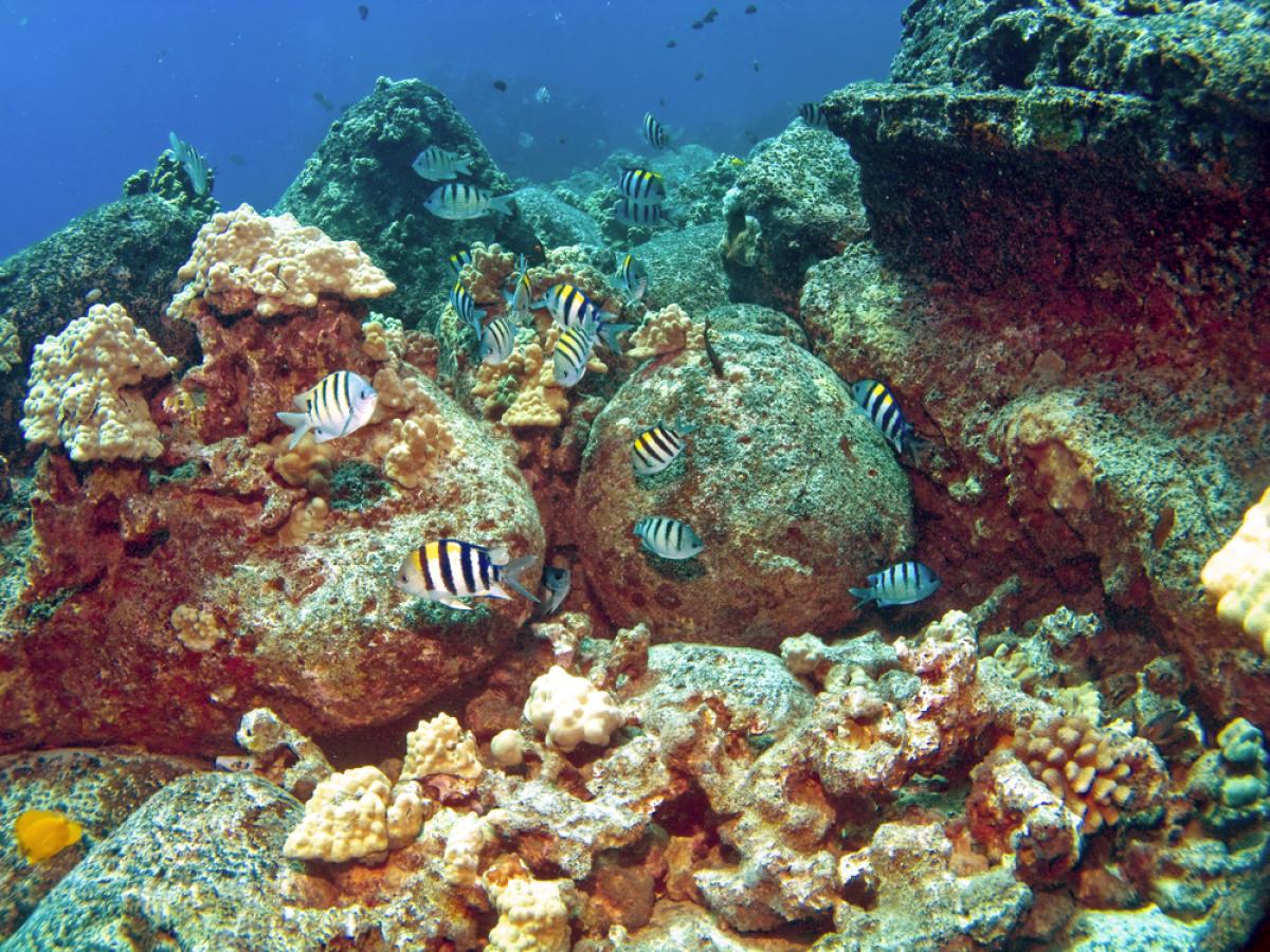 Scuba Diving in Keystone Jetty, USA - Dive Site - Divebooker.com
