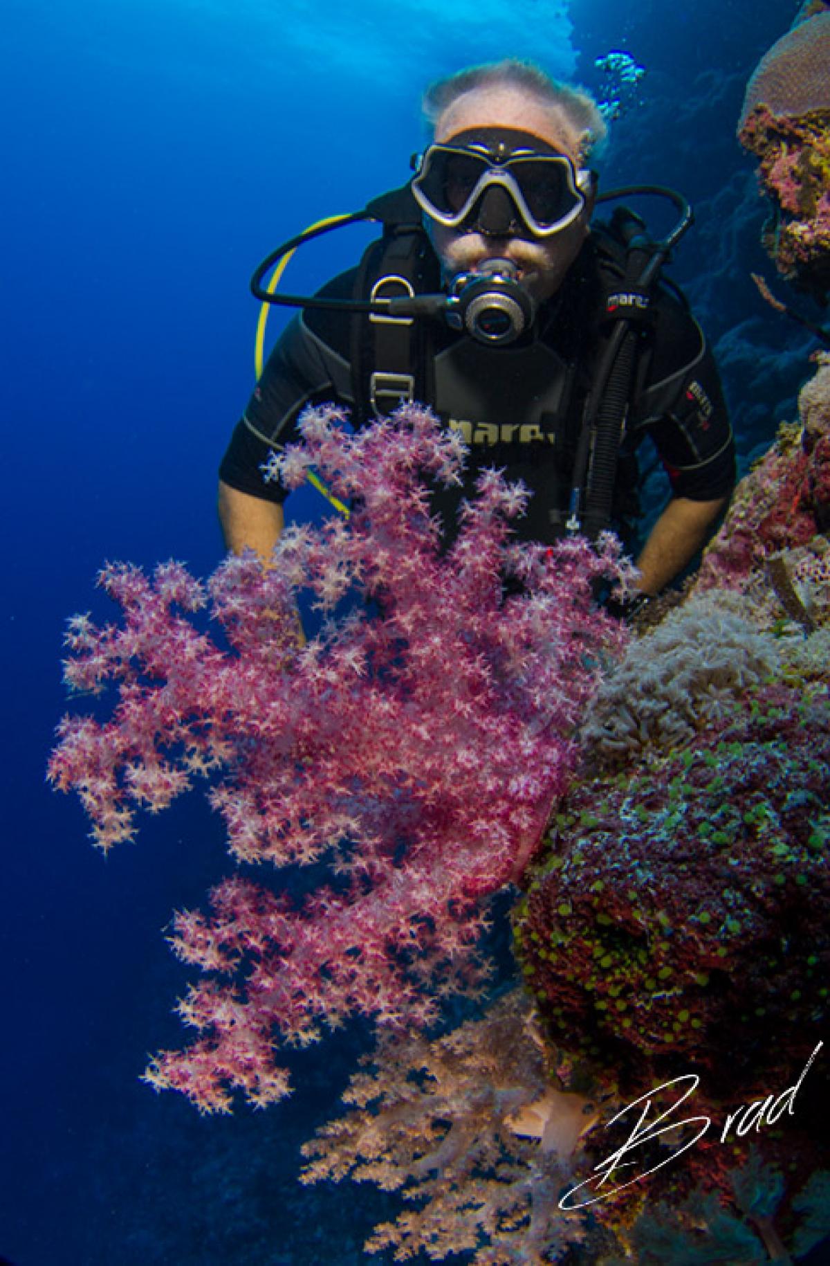 Scuba Diving in Yellow Wall, Federated States of Micronesia - Dive Site ...