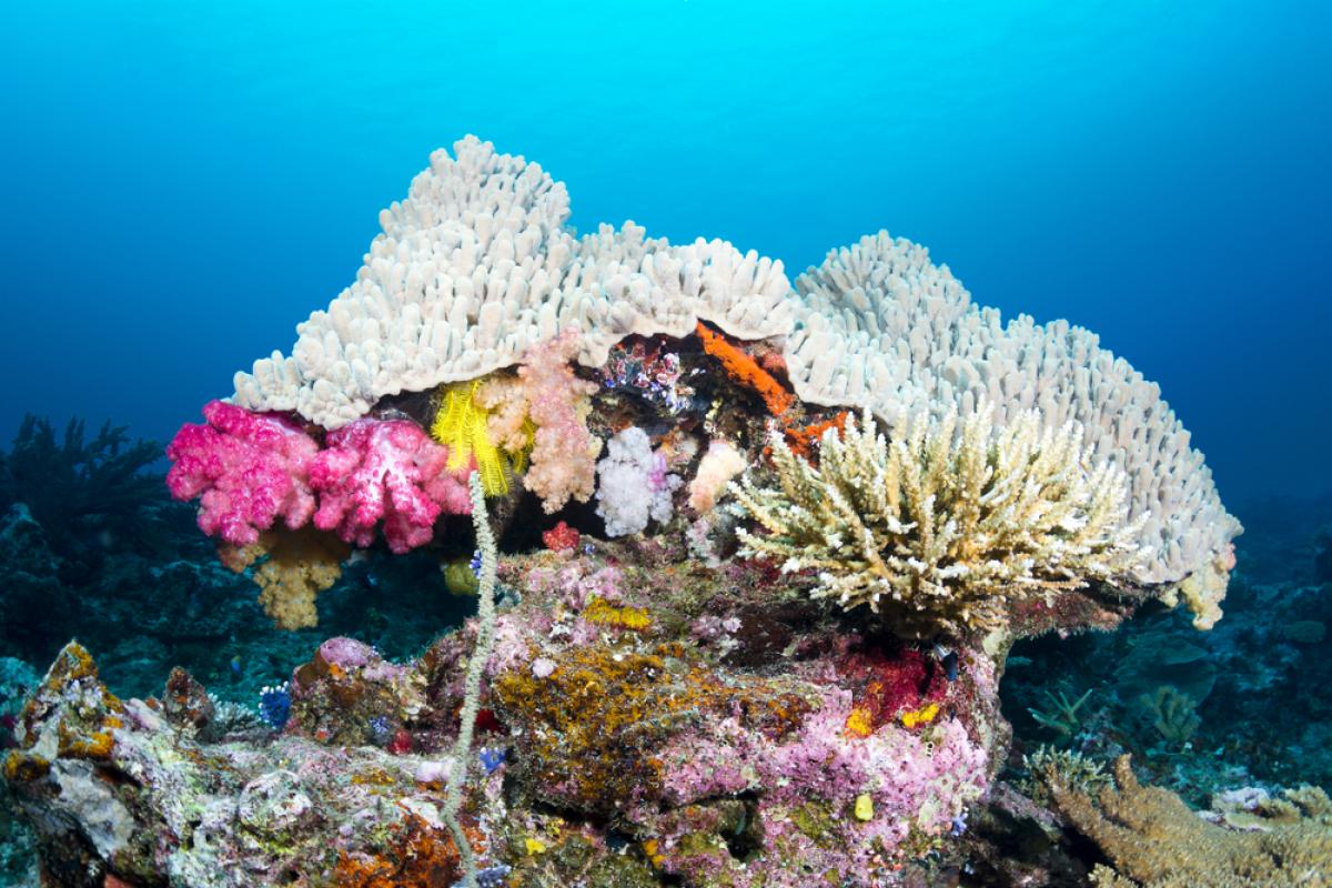 Scuba Diving in Kabara Island, Fiji - Dive Site - Divebooker.com