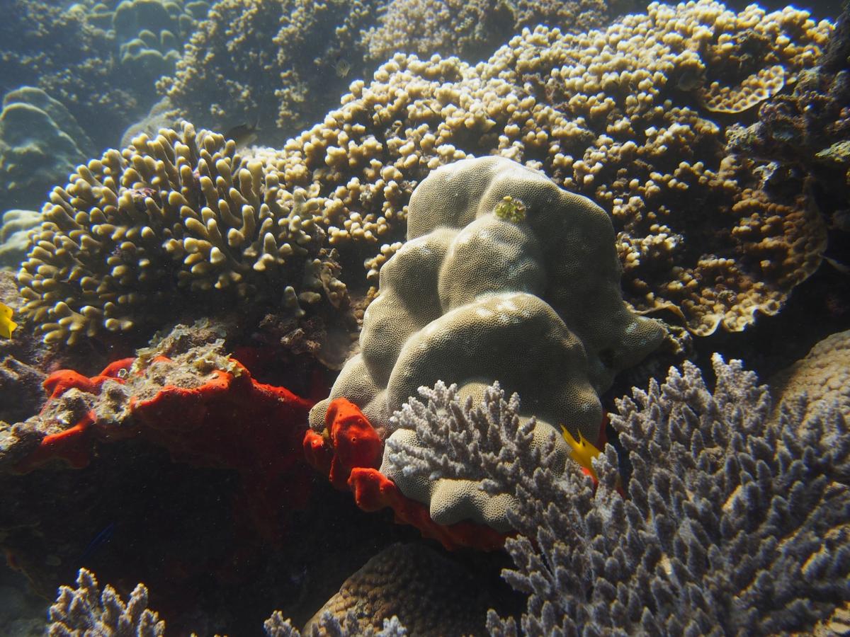 Scuba Diving in Moucha Islands, Djibouti Dive Site